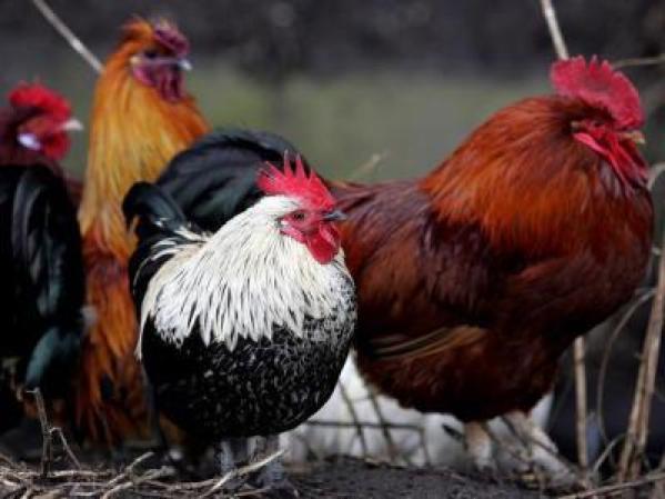 Miedo a los pollos: Alectrofobia.
