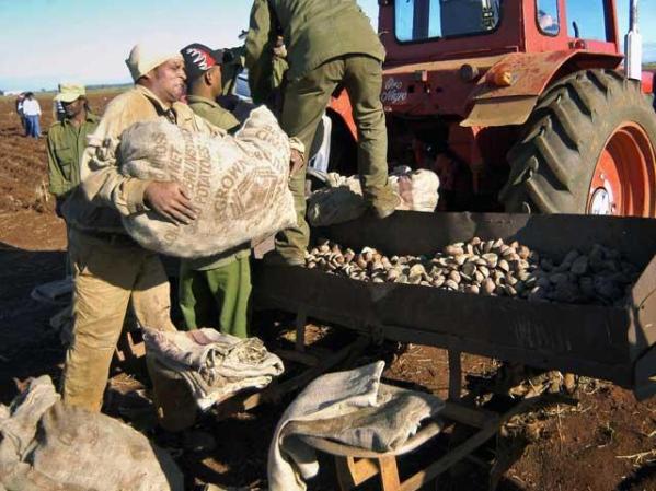 14 DE ENERO, 2008: Campesinos trabajan en el cultivo de la patata, en Guines.