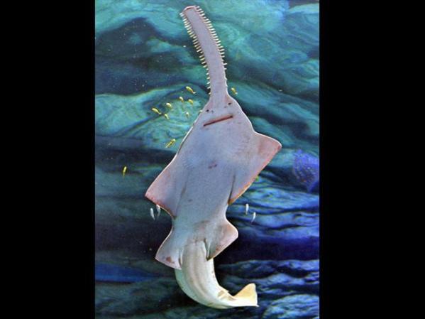 El tiburón sierra es un pez que vive en aguas profundas de 40 o más metros bajo el nivel del mar.