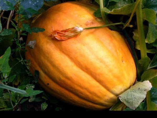 Las semillas de calabaza son gratis si compras la calabaza entera, son buena fuente de hierro, omega 3 y 6, potasio y magnesio.