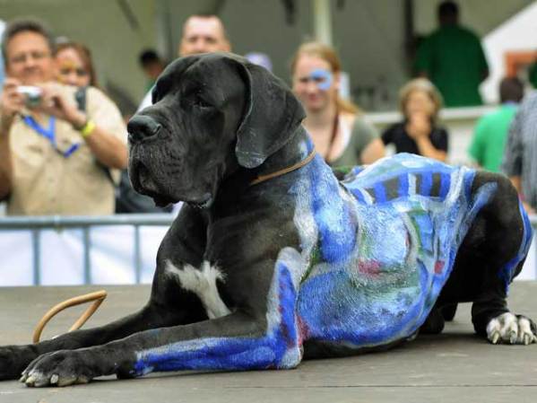 Un perro con mucha paciencia ha servido de lienzo en el Festival de Pintura Corporal de la ciudad alemana de Mainz.