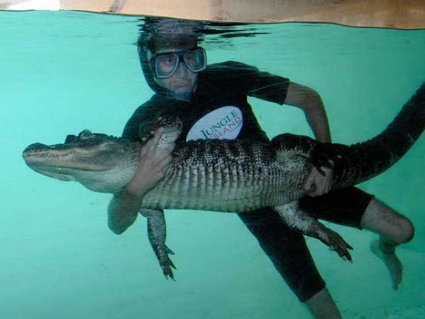 Un experto en reptiles de Jungle Island en Miami Beach nada con un caimán.