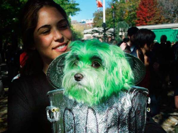 Un desafortunado perro disfrazado para una fiesta en Nueva York.