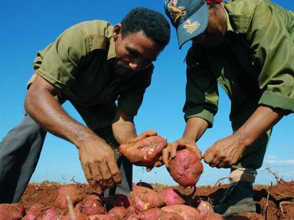 22 DE OCTUBRE, 2008: Recogida de boniatos en Guira de Melena, cerca de La Habana.