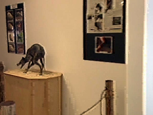 Por lo menos así dicen en el museo del mundo perdido donde tienen fotografías, evidencias y pruebas de su existencia.