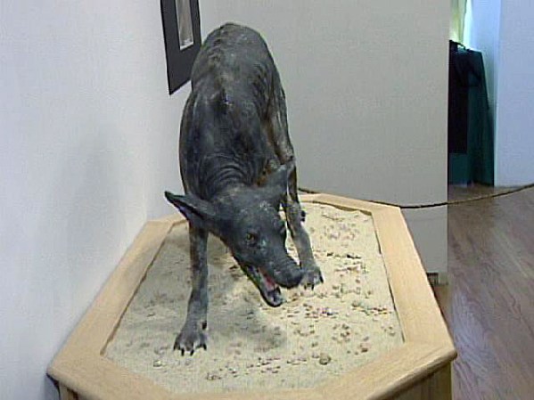 Decidieron abrir la exhibición que estará durante el mes de octubre.