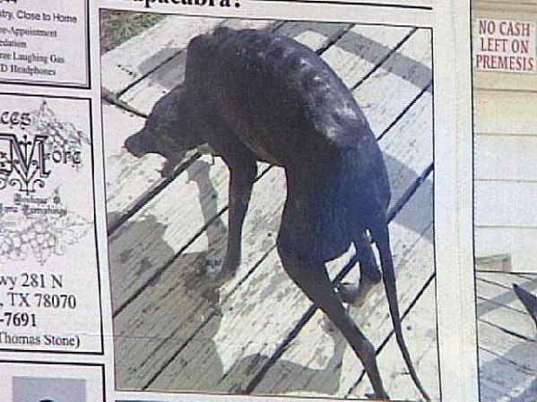 En Tennesi y Texas están trabajando para capturar vivos a dos de estos animales que rondan por granjas.