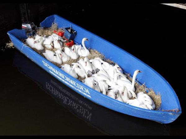 Cisnes en Hamburgo, Alemania transportados a sus lugares de estadía en invierno.