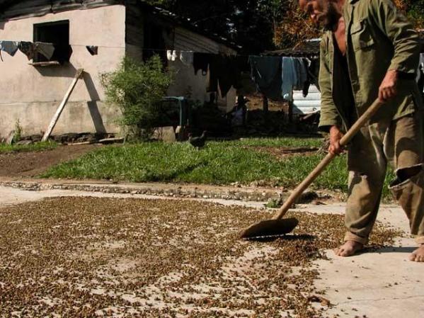 3 DE AGOSTO, 2010: Un trabajador del café en la Sierra Maestra. El cultivo de ese grano ha caído 90 por ciento en Cuba en los últimos 50 años.