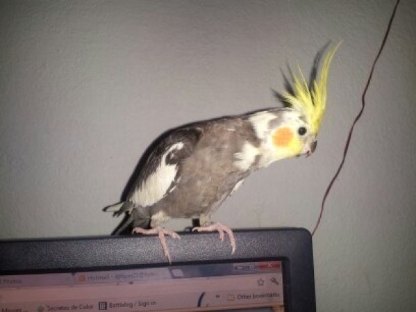 Mi cockatiel