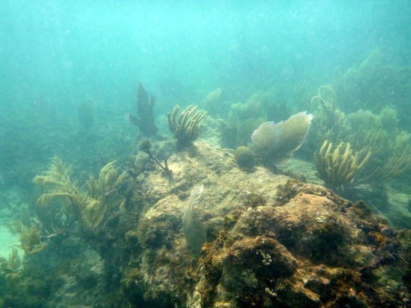 Las playas de Vieques son un verdadero paraíso para quienes gustan del buceo y las actividades submarinas, ya que los arrecifes de coral son de los más hermosos del mundo. Los viajeros también pueden cabalgar a lo largo de la costa y disfrutar sus playas, que han sido calificadas como de las mejores del mundo.