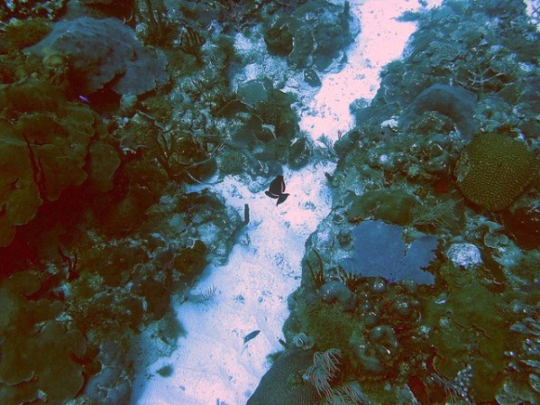 La bioluminiscencia ocurre como una reacción a las substancias químicas en la bahía; es cuando los organismos conocidos como dinoflagelados emiten un brillo o luz de hermosos destellos en el agua.