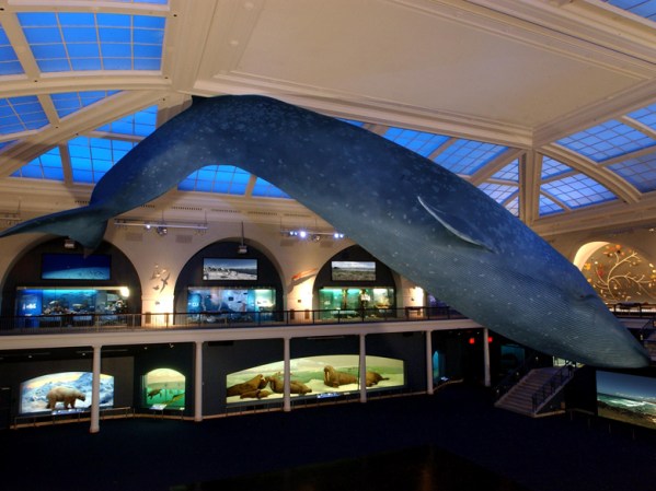 En el “American Museum of Natural History”de Nueva York, se pueden ver desde fósiles hasta parafernalias de safari.