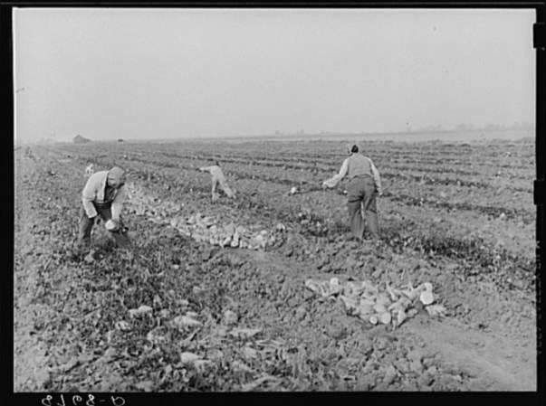 Mexicanos trabajando en los campos de remolacha. Condado de Lincoln, Nebraska.