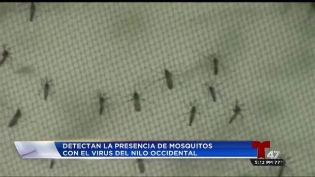 [TLMD - NY] Hallan mosquitos con virus del Nilo en NYC