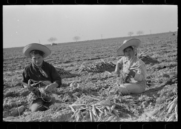 Joven pareja de mexicanos, trabajando un sembradío de zanahoria.