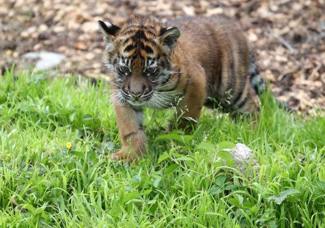 El ADN da señales de que el tigre de Sumatra está en el límite entre la subespecie y su separación como nueva especie diferente del resto de tigres, si no se extingue antes.