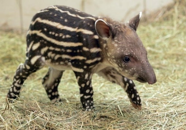 Tapir, se caracteriza por su alargado hocico, el cual utiliza para arrancar las hojas, hierbas y raíces que constituyen su alimento.