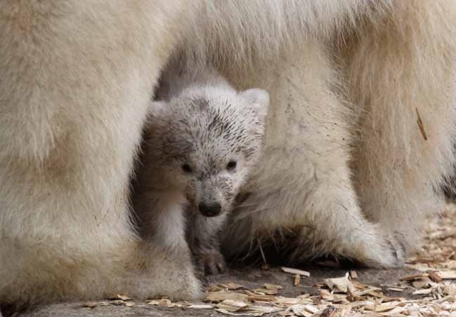 Los inquilinos más tiernos del zoológico.