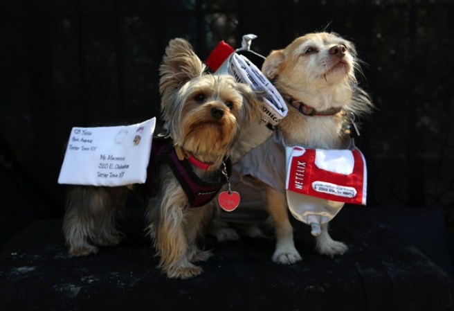 23 DE OCTUBRE, 2012: Estos caninos de Nueva York comenzaron la fiesta de Halloween bien temprano...