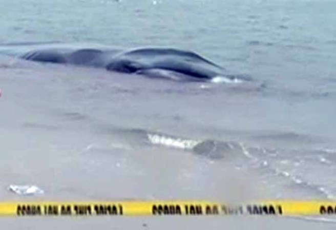 27 DE DICIEMBRE, 2012: Una ballena herida fue descubierta en las playas de Breezy Point, Nueva York.