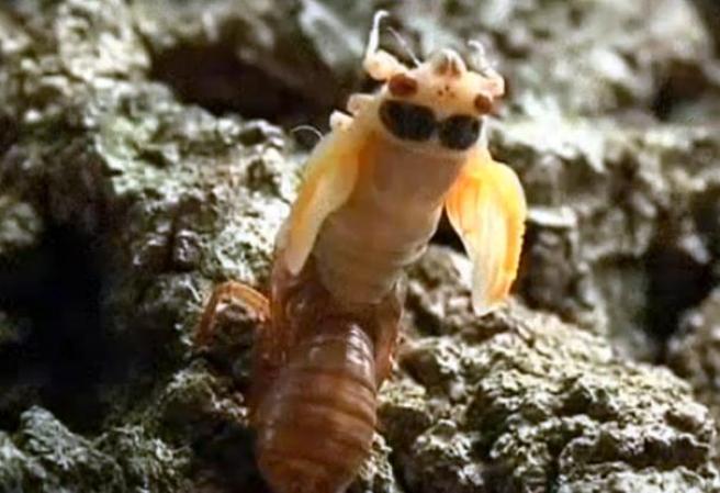 Varios de los insectos ya han sido vistos en Nueva Jersey.