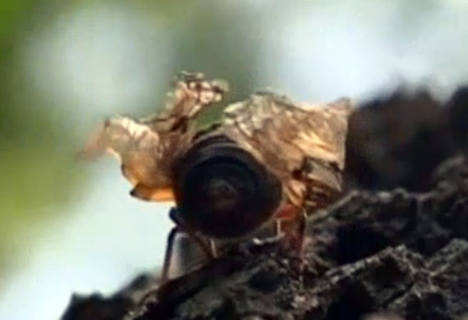 En su etapa ninfal, son una familia de insectos del orden Homoptera(ahora perteneciente a hemiptera).