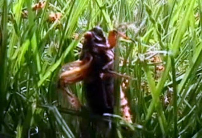 Los cicádidos (Cicadidae), son conocidos vulgarmente como cigarras, chicharras, chiquilichis o cícadas.
