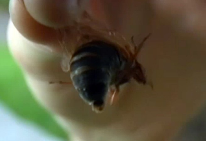 Tienen un desarrollo vital completo que dura de 2 a 17 años, según la especie.