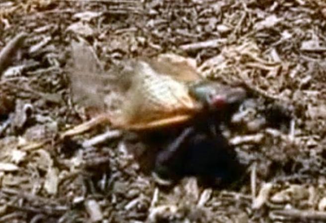 Las cigarras miden entre 15 y 65 milímetros de largo.