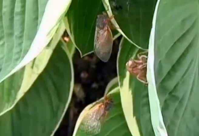 Los adultos viven sobre vegetales, alimentándose de su savia.