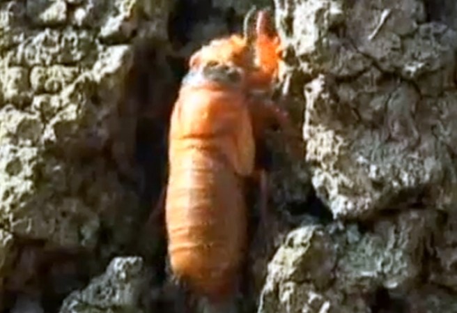 El ruido que producen las cigarras es producido por un aparato estridulatorio situado en los costados del segmento abdominal.