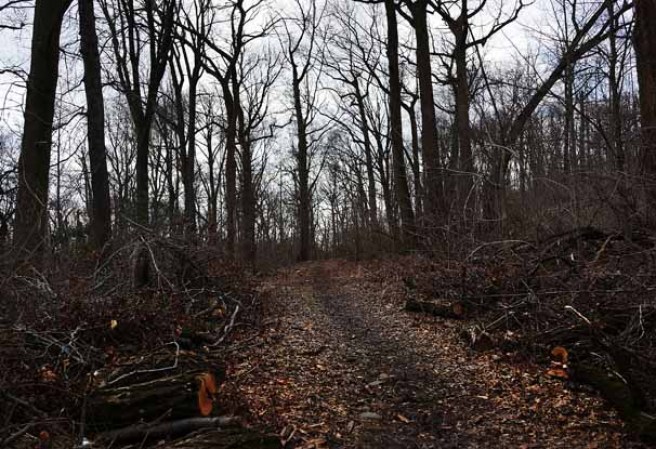 Actualmente un 14% del terreno de la ciudad de Nueva York pertenece a parques y sitios recreacionales