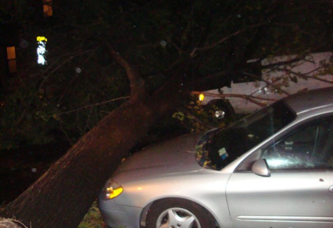 Arbol caído.