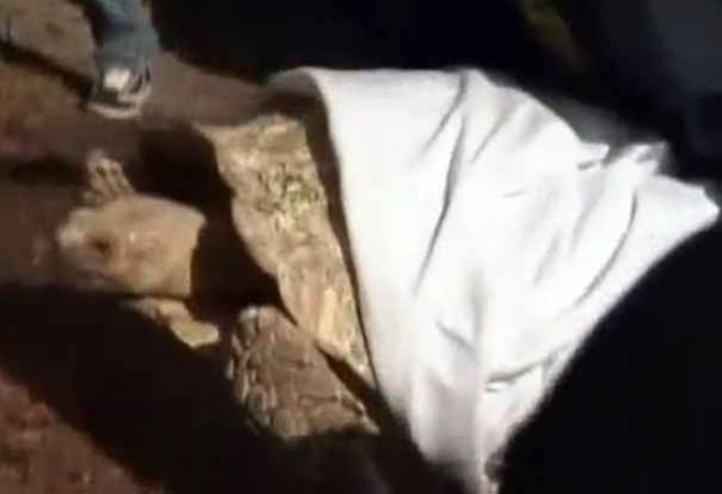 Las autoridades extrajeron a los animales ante un poderoso mal olor.