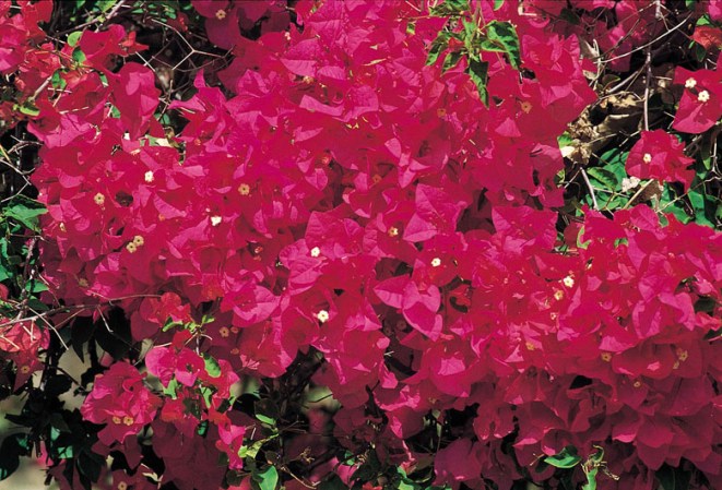 Trinitarias