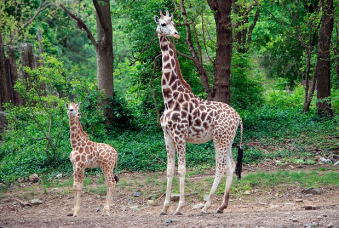 Bebé Jirafa en el Zoológico del Bronx.