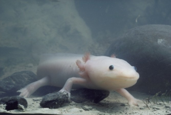 El Axolotl, también conocido como Ajolote, es una especid de salamandra originaria del lago Texcoco, México. Esta especie resulta muy interesante para los científicos porque tienen la capacidad de regenerar diversas partes de su cuerpo.