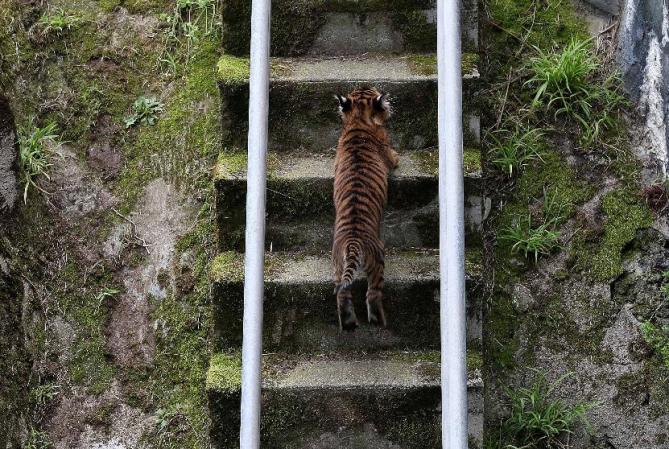 Son animales solitarios, que cazan de noche, acechando a sus presas pacientemente antes de atacarlas finalmente por la espalda o los costados.