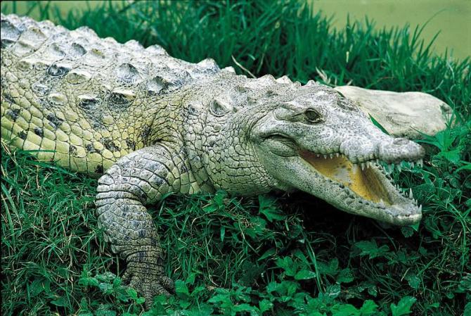Barahona es un hermoso lugar turístico con una fauna variada, donde están protegidas muchas especies en peligro de extinción.