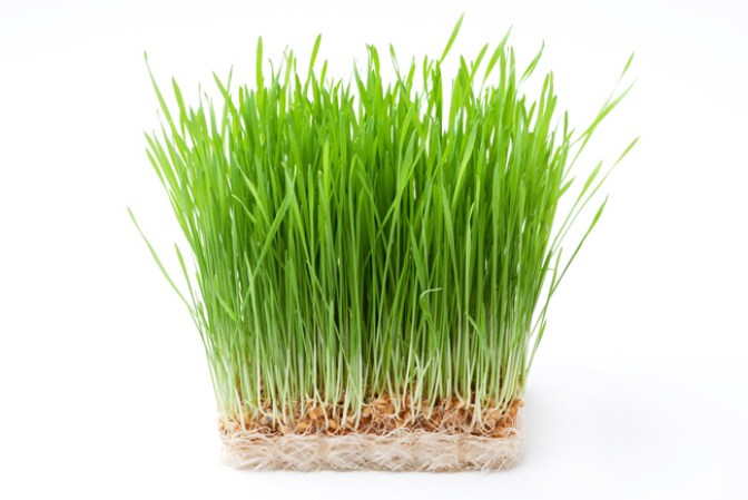 Germinado de trigo.- El jugo estimula la tiroides, aumenta la presencia de glóbulos rojos en la sangre, desintoxica la sangre y el tracto digestivo.