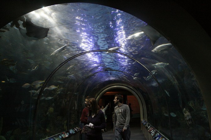 AUDUBOM AQUARIUM: Una buena forma de ver el mundo marino y otras clases de animales de cerca.