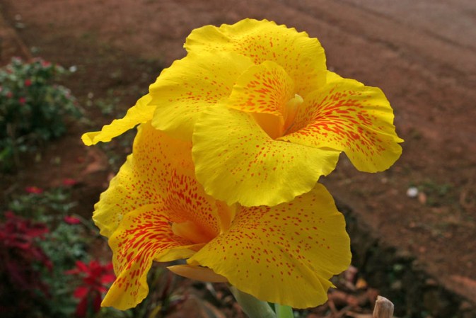 Flor de capacho amarilla.