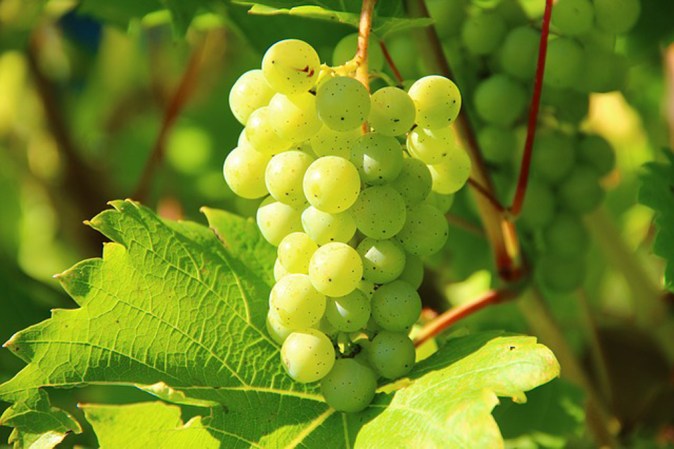 Además de sus propiedades antioxidantes, contienen vitamina B6, auxiliar en condiciones de estrés o ansiedad.