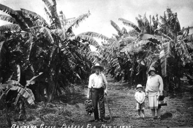 Donald and Kathryn Miller of Toledo,Ohio.<br />Bosque de plátano en Pahokee, 1930.