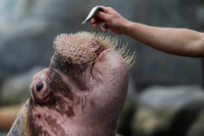 Una morsa se alimenta de pescado.