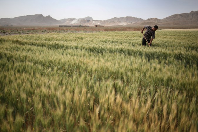 Plantas y arbustos silvestres surgen de la tierra estéril y permiten que se produzca pasto, pero el sol del verano los quema.