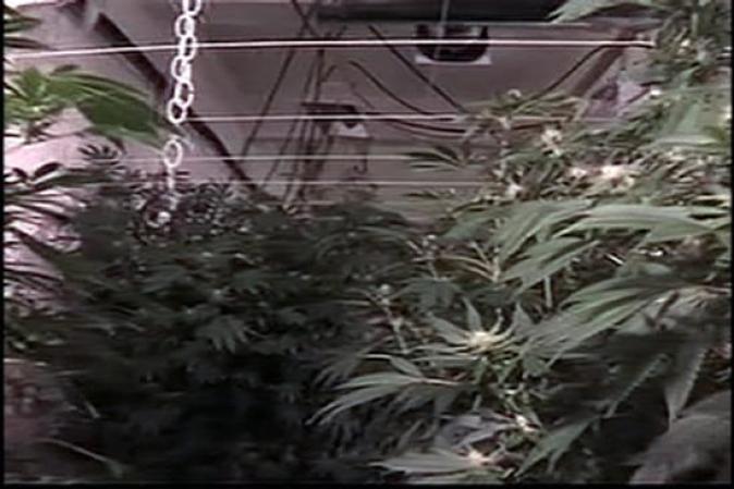 Investigadores encontraron un total de 593 plantas de hasta siete pies de altura.