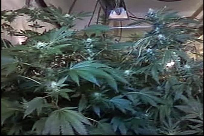 La edificaión de 5 pisos resultó ser utilizada para el cultivo y procesamiento de estas plantotas de marihuana.