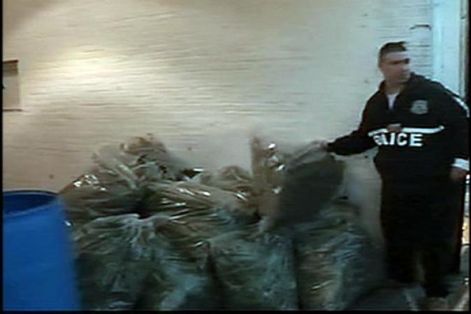 Además la policía decomisó unas 75 libras de marihuana que ya se encontraba seca y empaquetada en recipientes plásticos.